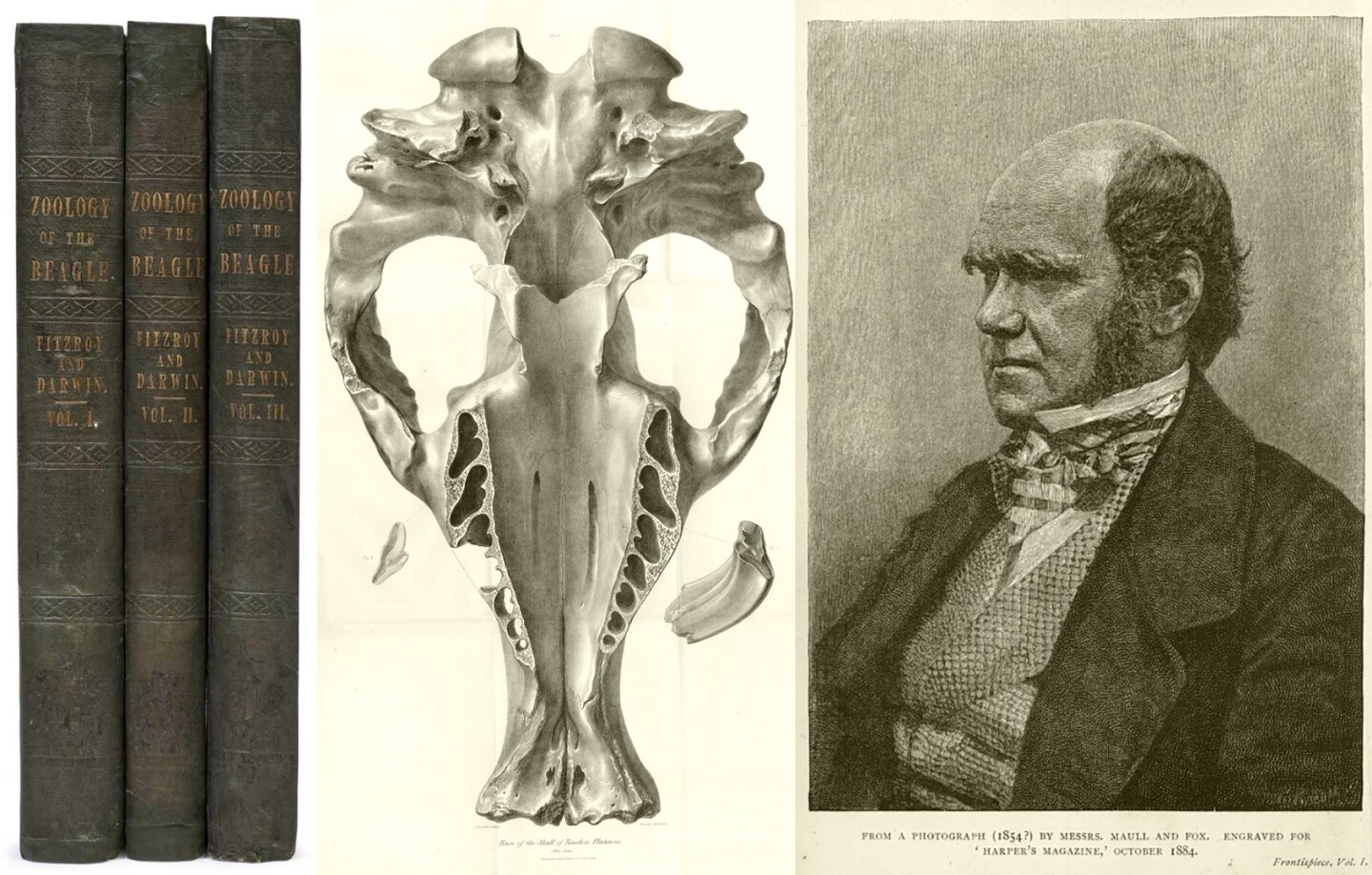 The Zoology of the Voyage of H.M.S. Beagle Under the Command of Captain Fitzroy, R.N. encompasses the complete published series of zoological studies of specimens collected on the second voyage of the Beagle (December 27, 1831 to October 2, 1836). The five books were edited by Charles Darwin with each authored by a different expert on the field contained therein: Fossil Mammalia by Richard Owen, Mammalia by George R. Waterhouse, Birds by John Gould, Fish by Leonard Jenyns, and Reptiles (1842 – 1843), by Thomas Bell. This complete First Edition sold for $155,165 (AUD $198,400) at Mossgreen on October 22, 2017