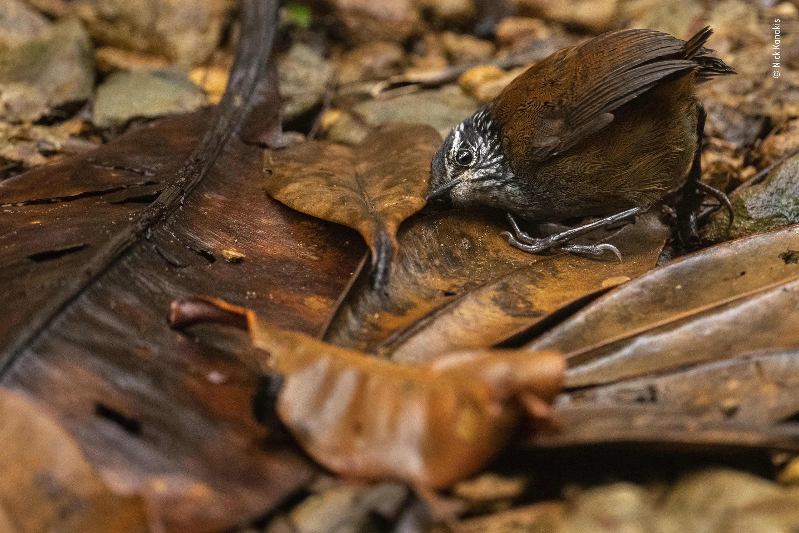 Winner, Behaviour: Birds. The listening bird. A young grey-breasted wood wren foraging. Tatamá National Park, Risaralda, Colombia