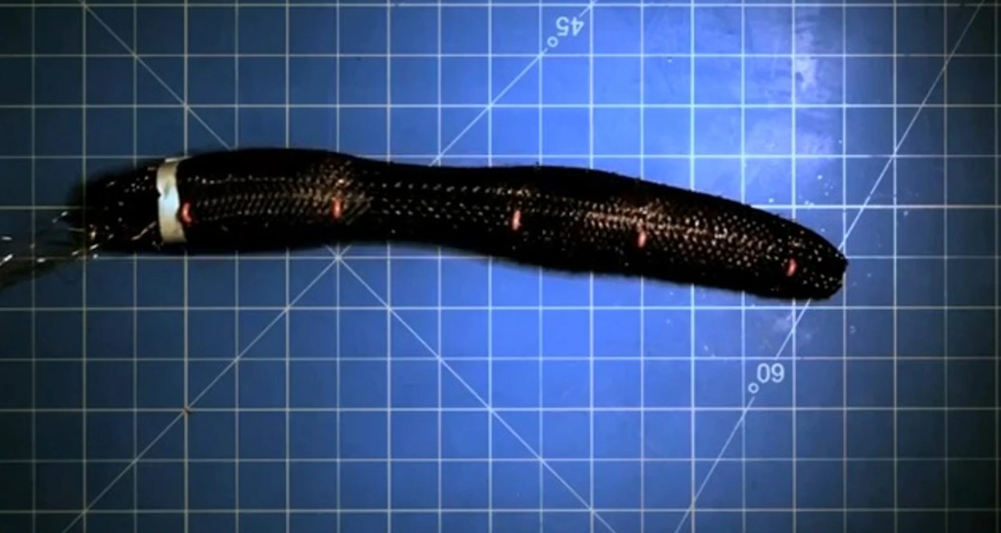 Meshwomr moves by means of peristalsis (Photo: MIT)