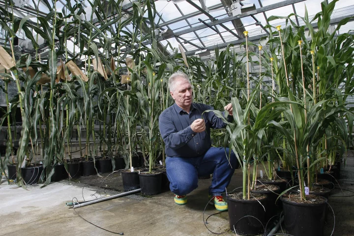Burkhold Schulz examines sorghum treated with the fungicide propiconazole while untreated corn in the background rises far above the dwarfed grain plants (Photo: Purdue Agricultural Communication photo/Tom Campbell)