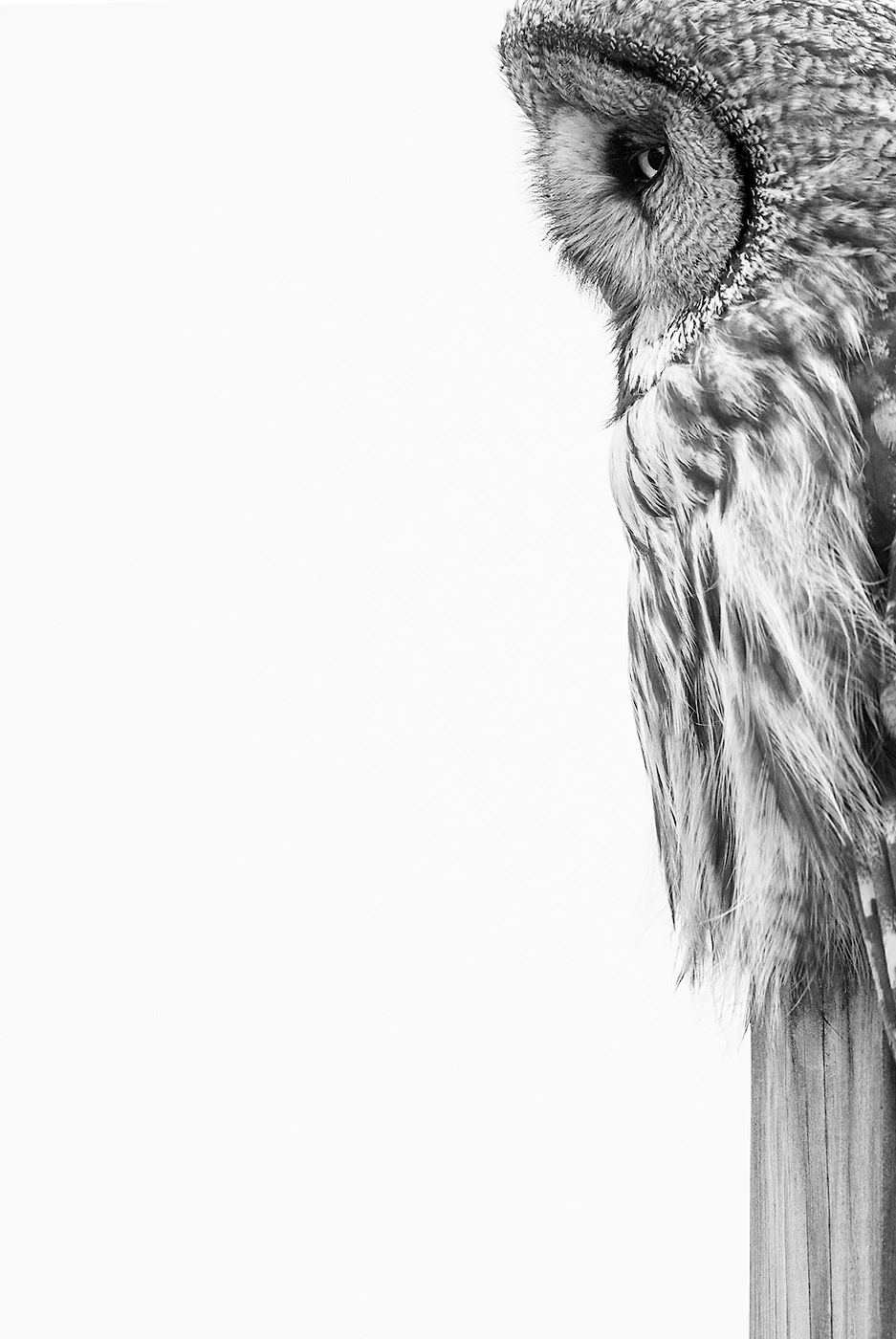 Silver, Black and White. Great Grey Owl. Great Grey Owl (Strix nebulosa). Nynäshamn, Stockholm, Sweden