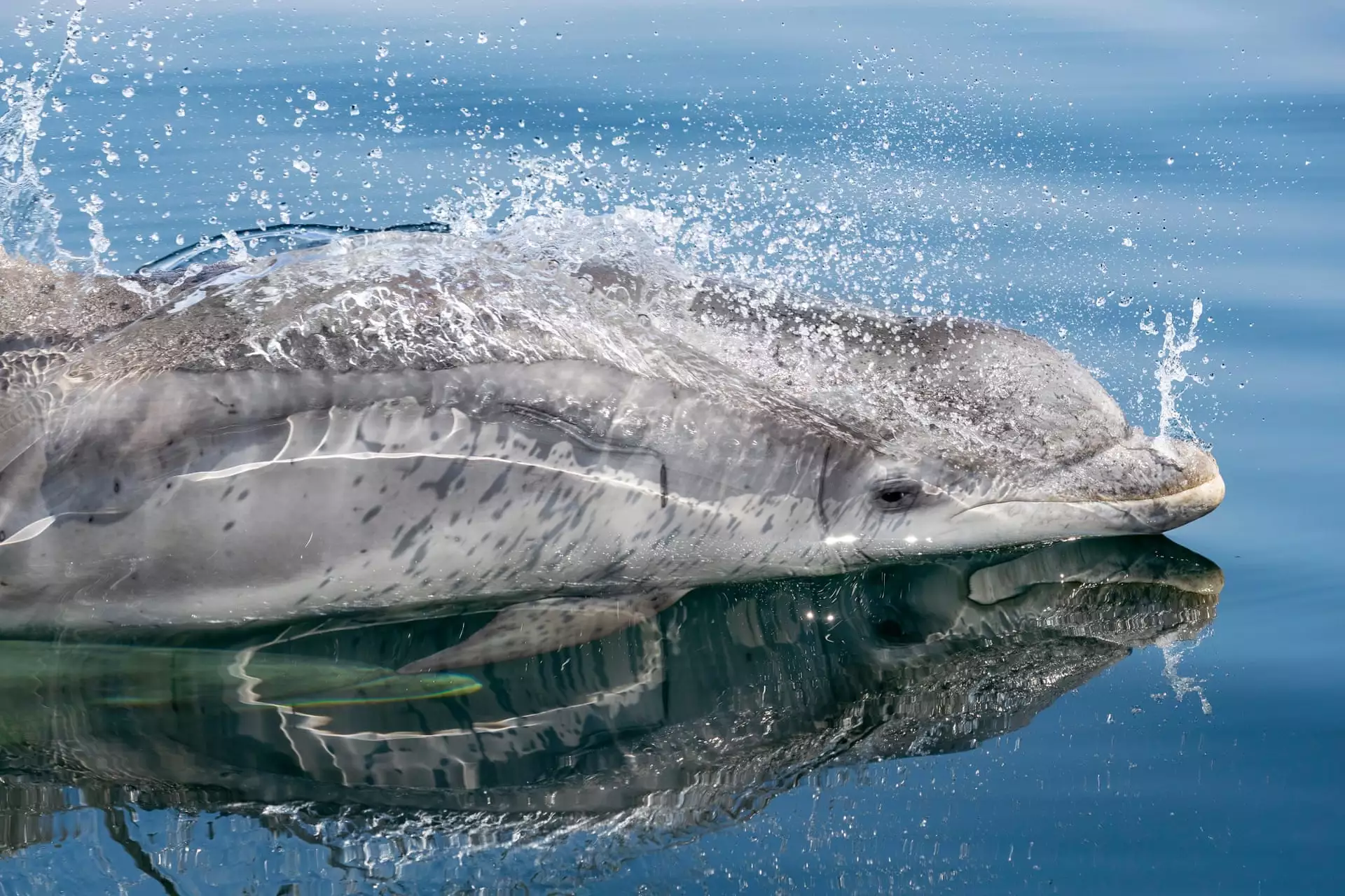 Highly Commended, "Bottlenose Dolphin"
