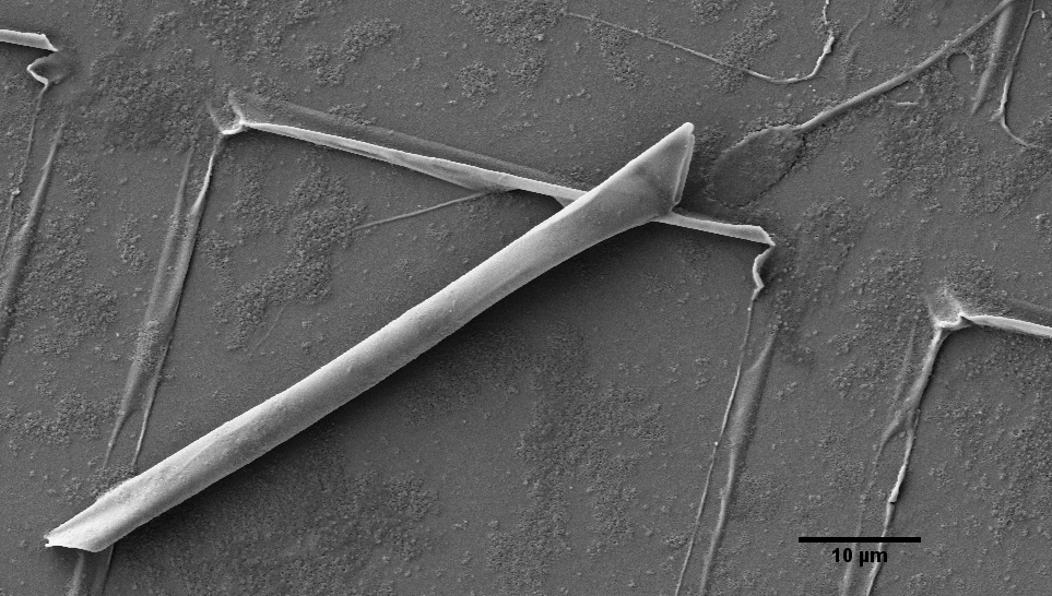 Scanning Electron Microscopic image of a rolled-up microtube, with the bull sperm cell at the tube's end (Photo: IFW Dresden, Germany)