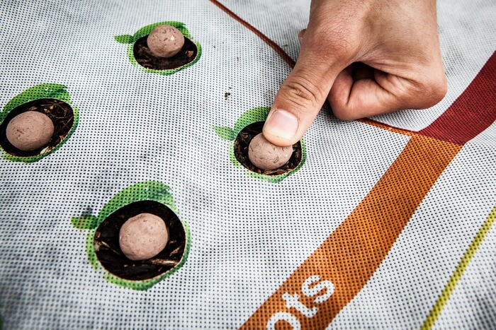 The seedballs can simply be pushed into the soil with the fingers, so no digging is required in order to plant them