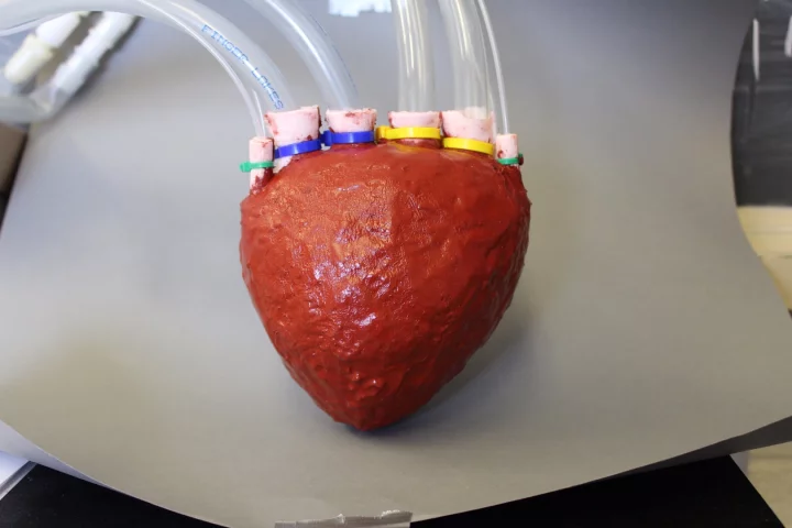 The poroelastic silicone foam model heart