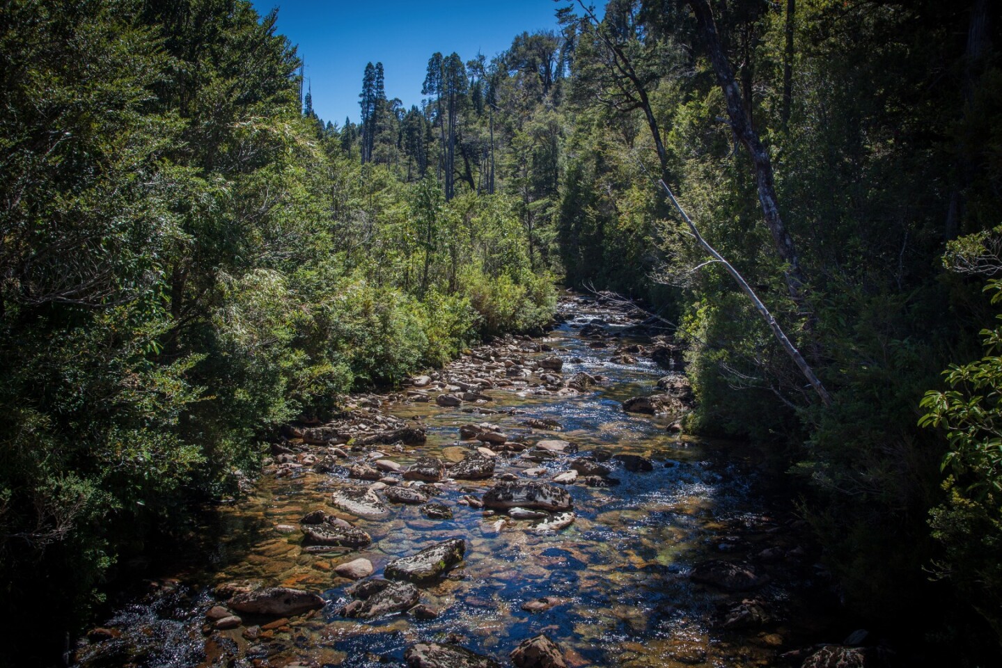 The trail criss-crosses a creek as it runs through thick native forest