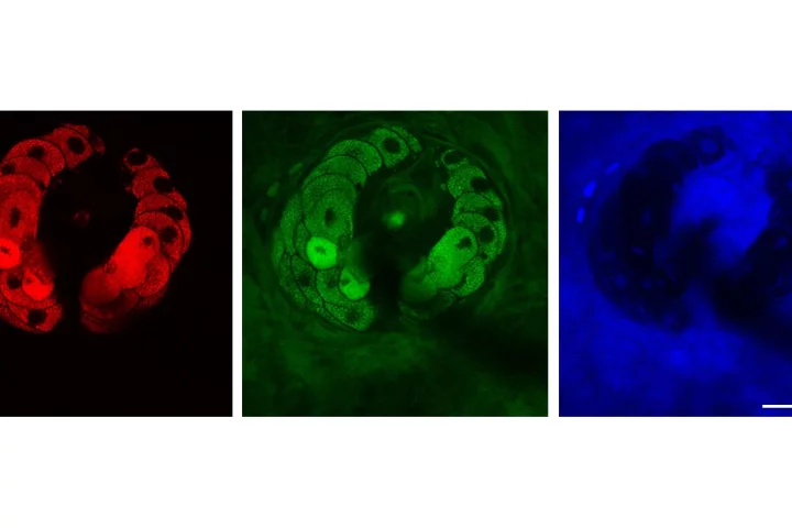 A team of Harvard researchers has perfected a technique to track cells and molecules in live tissue at video rate (Image: Dr. Brian Saar and Christian Freudiger)