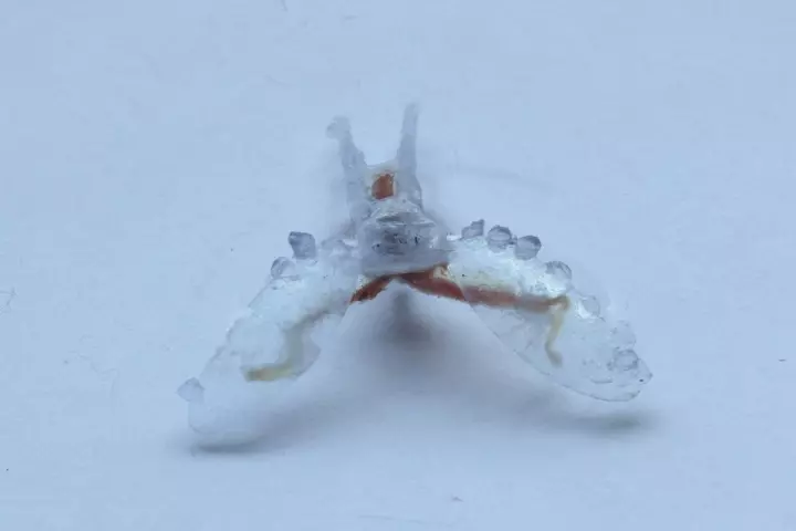 Researchers have created a biohybrid robot using sea slug muscles attached to a 3D-printed frame