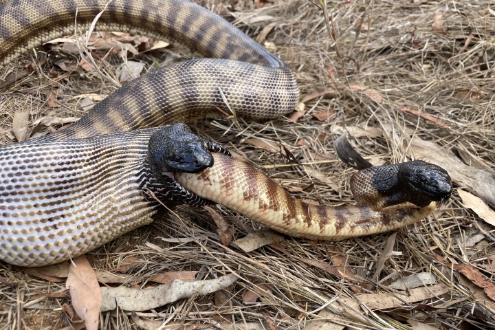 Quite a confronting example of survival of the fittest in nature