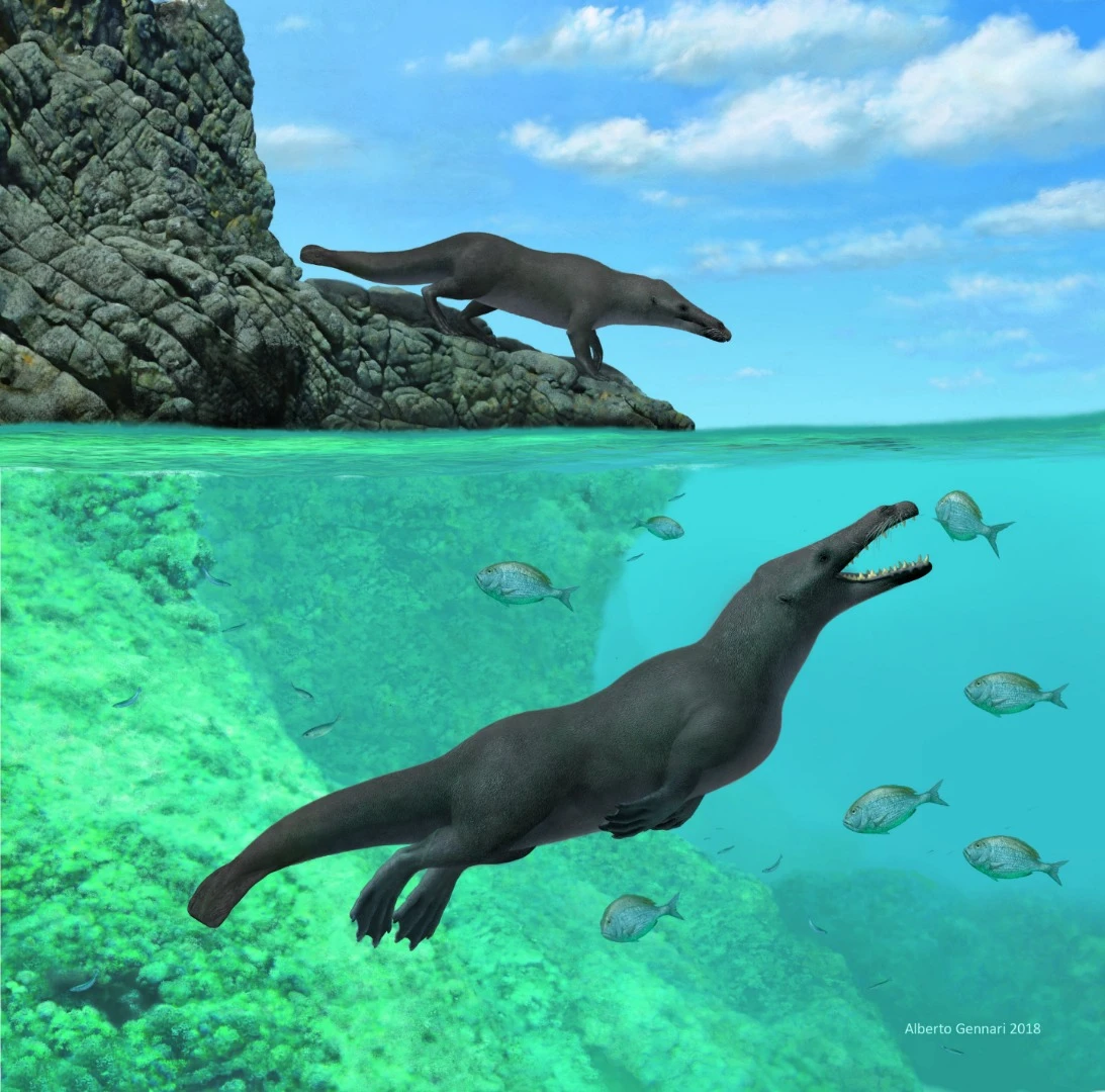 An artist's rendition of Peregocetus pacificus, a newly described species of amphibious, four-limbed whale