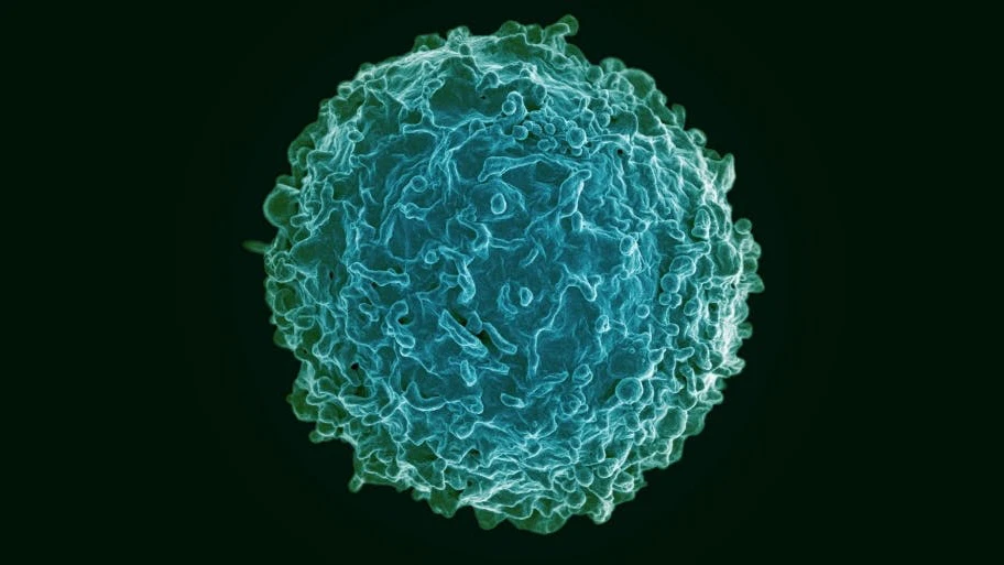 B cells have been found to be instrumental in MS, and the new drug, ocrelizumab, targets them