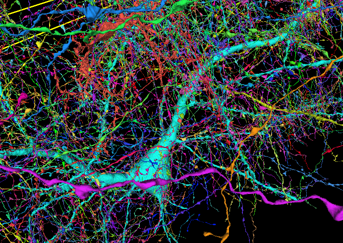 A color-coded map of around 4,000 incoming axons connecting to just one neuron