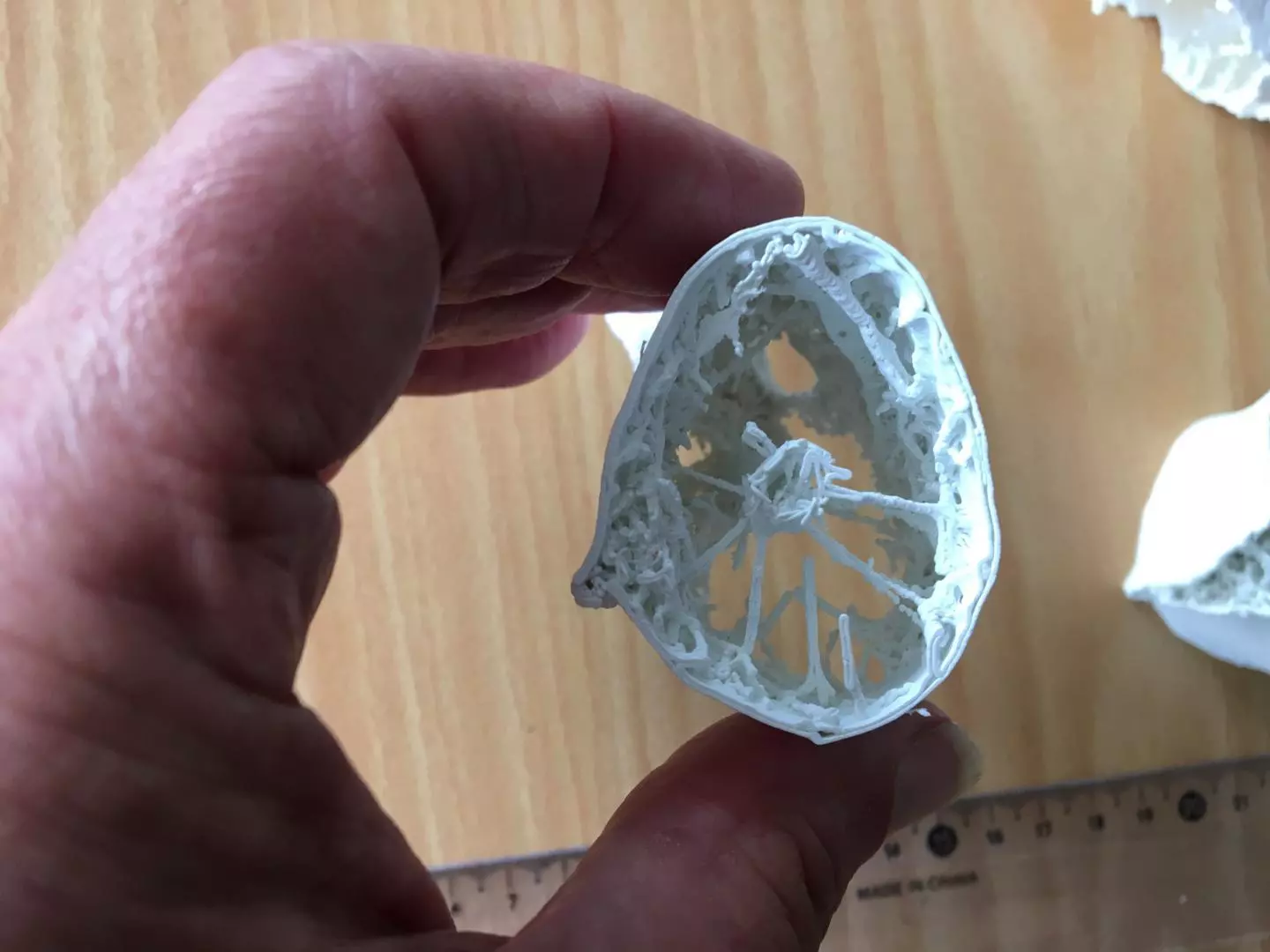 A 3D-printed replica of the internal structure of a pterosaur