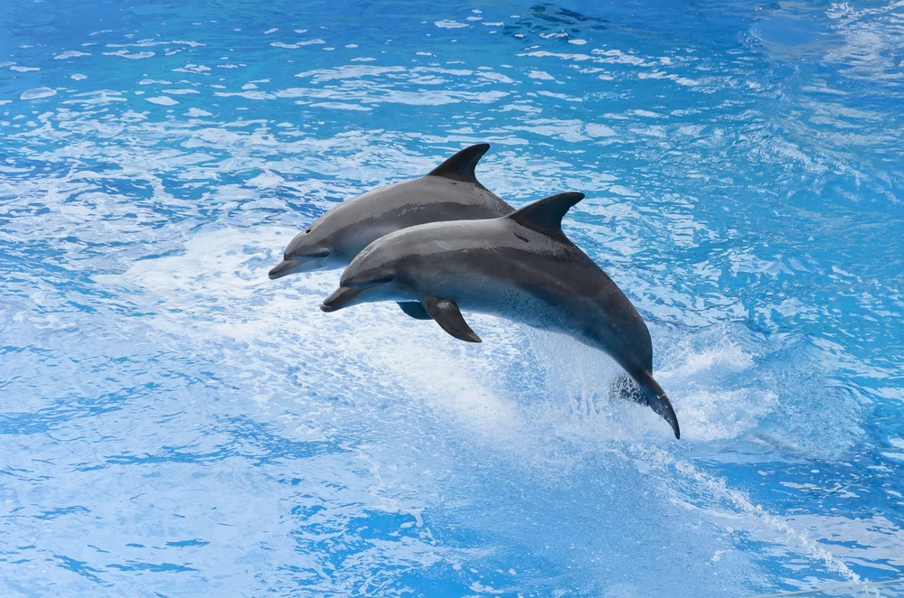 Dolphins' ability to tell the difference between fish and bubbles has inspired the creation of a new type of radar system (Photo: Shutterstock)