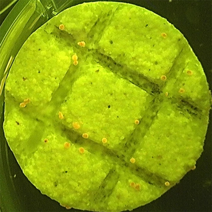 Coral larvae (yellow) settling on substrate coated with SNAP-X
