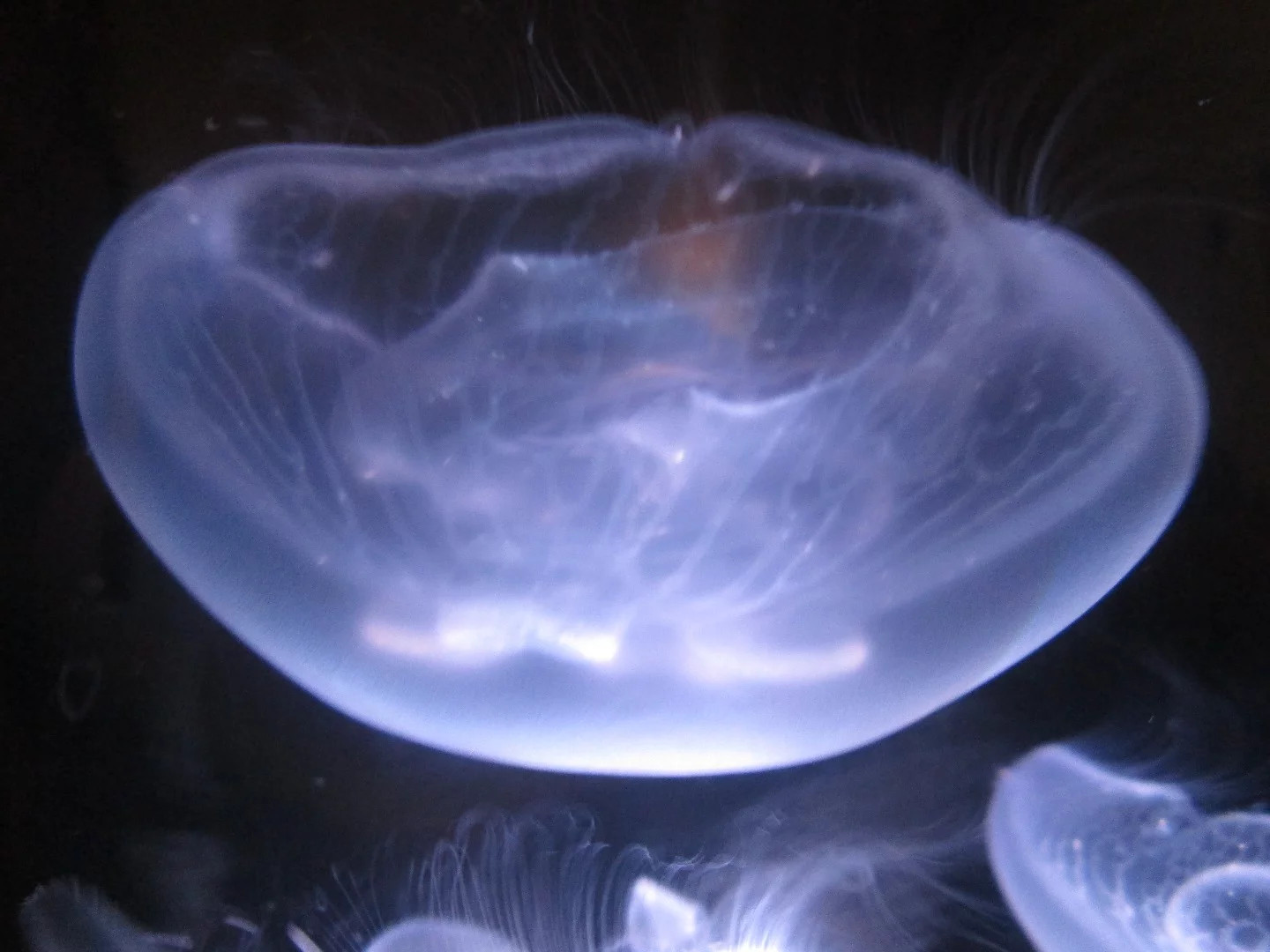 The Jellyfish Cylinder Nano has a built-in filtration system