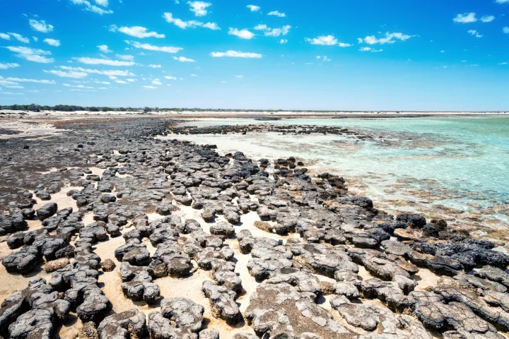Fossils such as stromatolites (pictured) can't tell us the complete story of life on Earth, so a new study has turned to genetics to trace the common ancestor of all living creatures