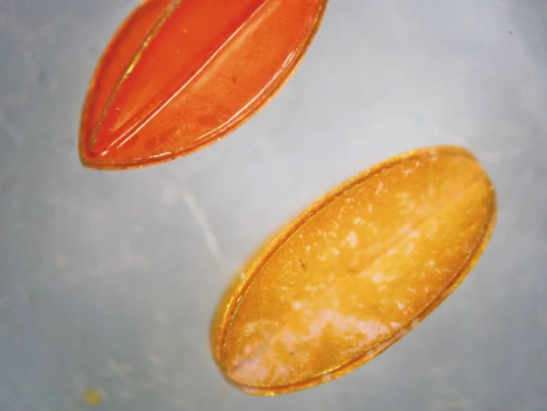 Scientist have developed microrobots that may be able to help prevent blindness