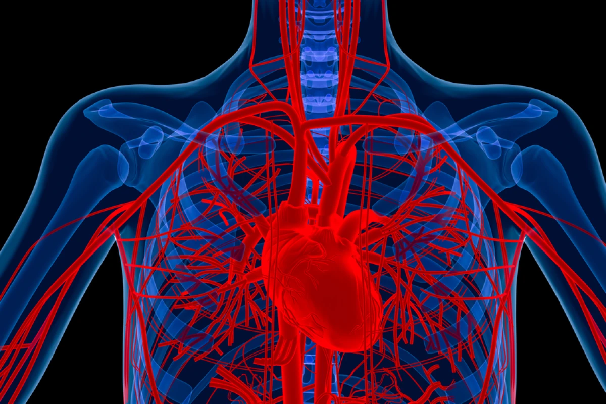 University of Texas at Austin researchers have developed a method that may speed up the body's ability to grow new blood vessels (Image: Shutterstock)