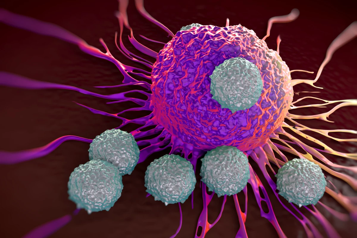 A nutrient found in meat and dairy products boosts T cells' ability to fight cancer, a study has found