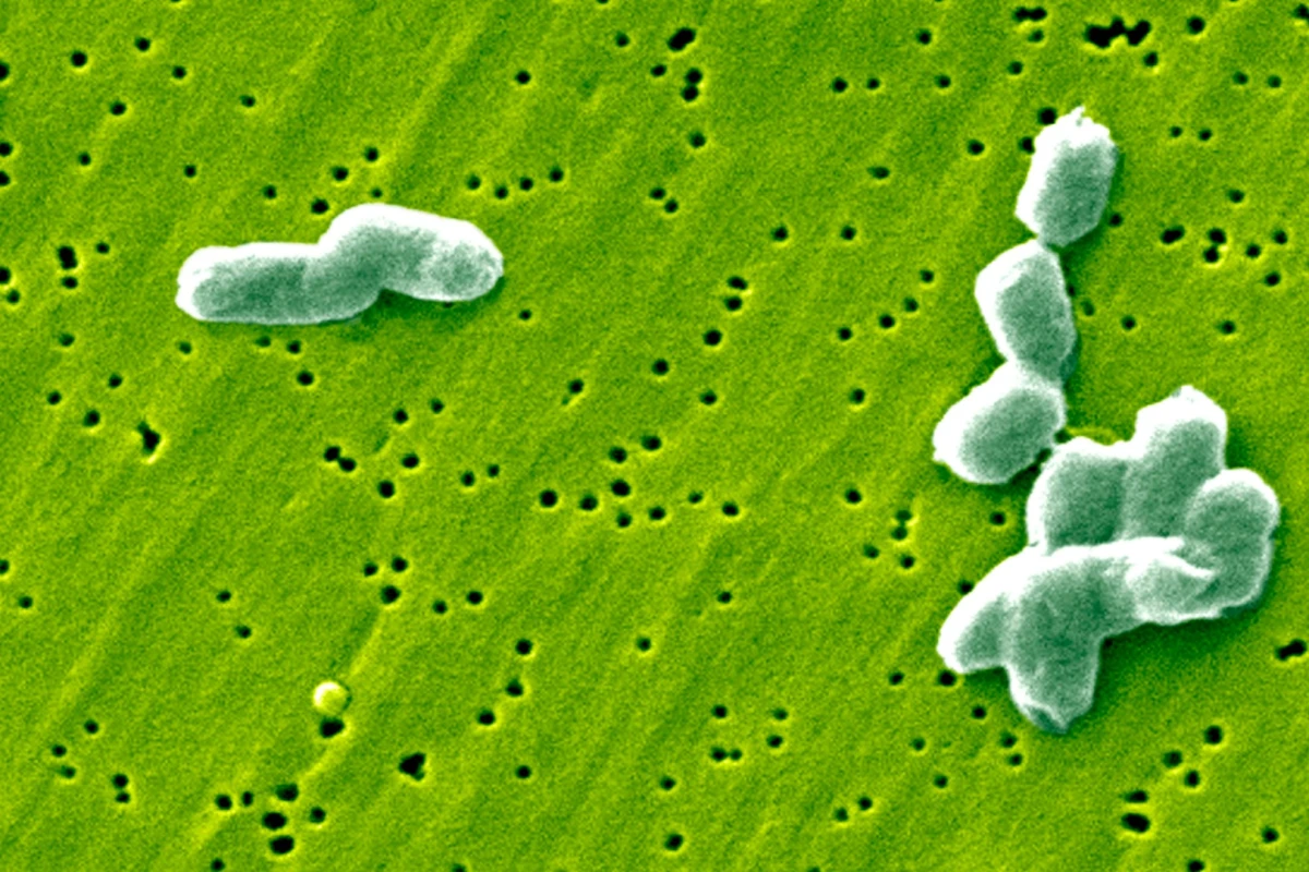 A specific type of gut bacteria has been found to produce a compound that inhibits the ability of Salmonella to replicate inside the stomach