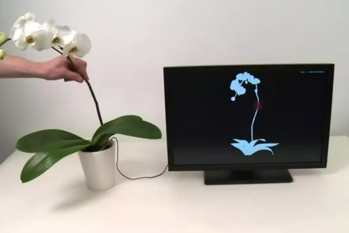 The Botanicus Interactus system allows plants to be used to control electronic devices such as computers