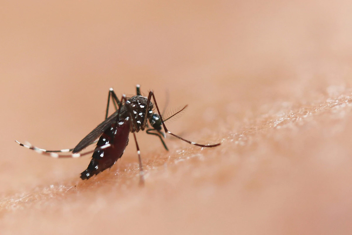 Mosquitoes spread dangerous diseases like dengue and malaria to hundreds of millions of people each year