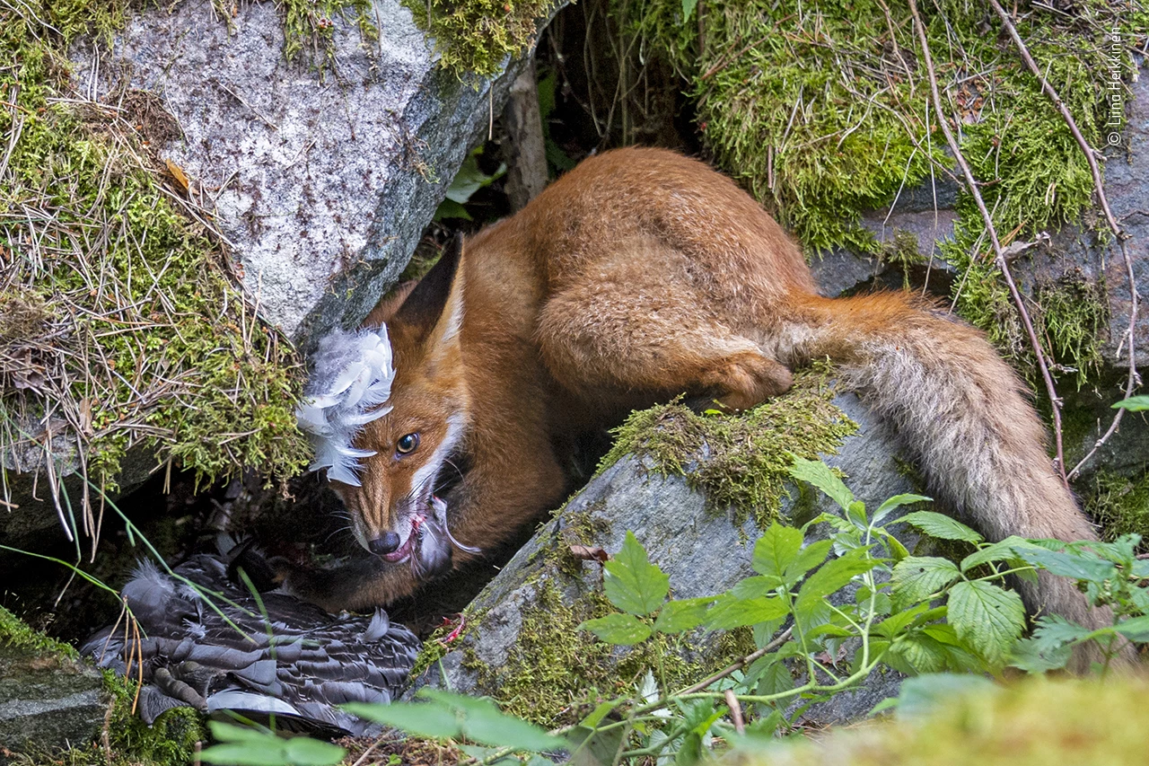 Young Grant Title winner and winner in the 15-17 Years Old category: The Fox the Got the Goose