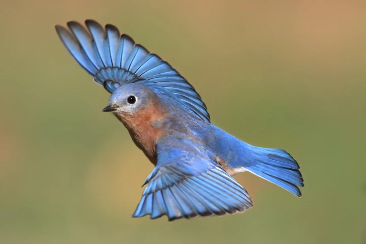 Inspired by the feather structure of the eastern bluebird, researchers have created a novel synthetic material