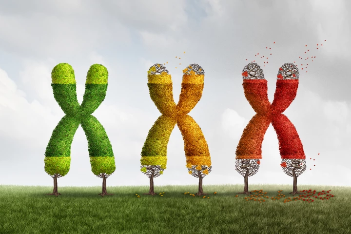 Telomeres, the protective caps on the tips of chromosomes, have been linked to both aging and cancer