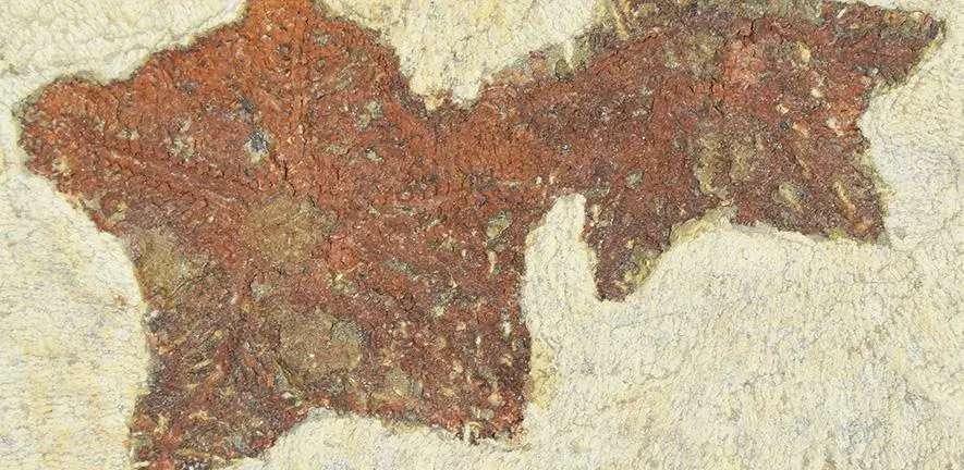 The fossils are currently housed in the collections of Yale University, the University of Lyon 1, and the National Museum in Prague