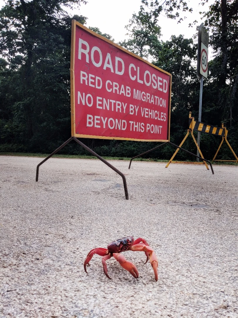 With tens of millions of crabs scurrying about, fences and walls have been installed on Christmas Island to offer them safe passage, free the threat of potentially crushing human feet