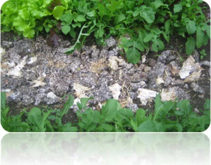 EcoCrade can be used as mulch for your garden, where it will improve moisture retention and add nutrients