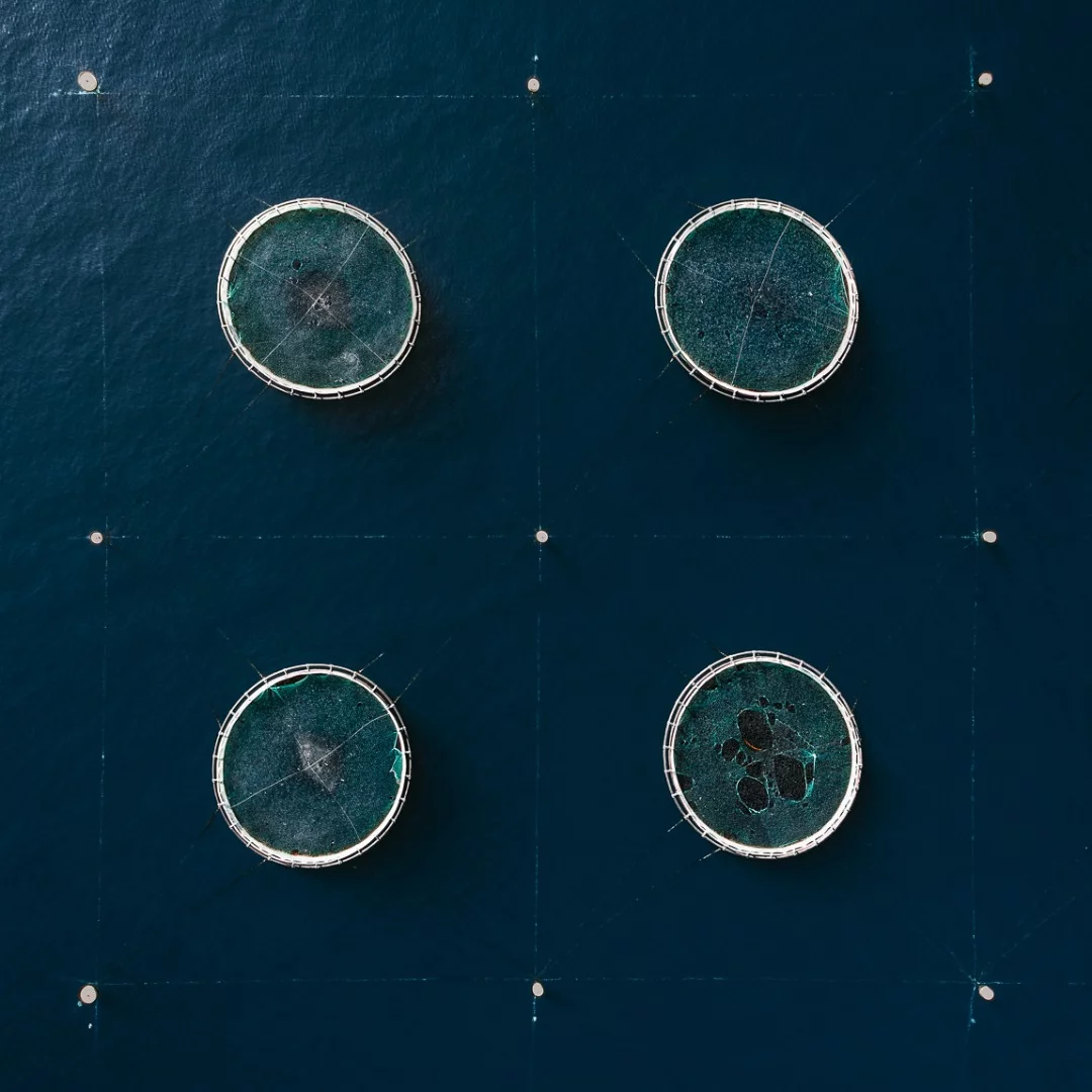 The Aquaculture Series: A look at fish farming in Croatia