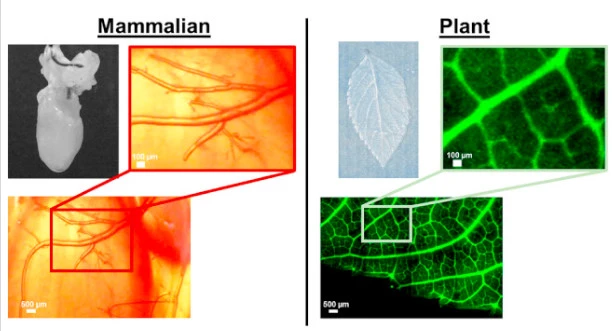 WPU researchers say the tapered, branching vascular network design is one of the surprising similarities that plants and mammals share