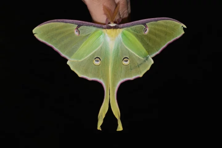 Luna moths, which are common to the central and eastern US, feature a long twisted tail