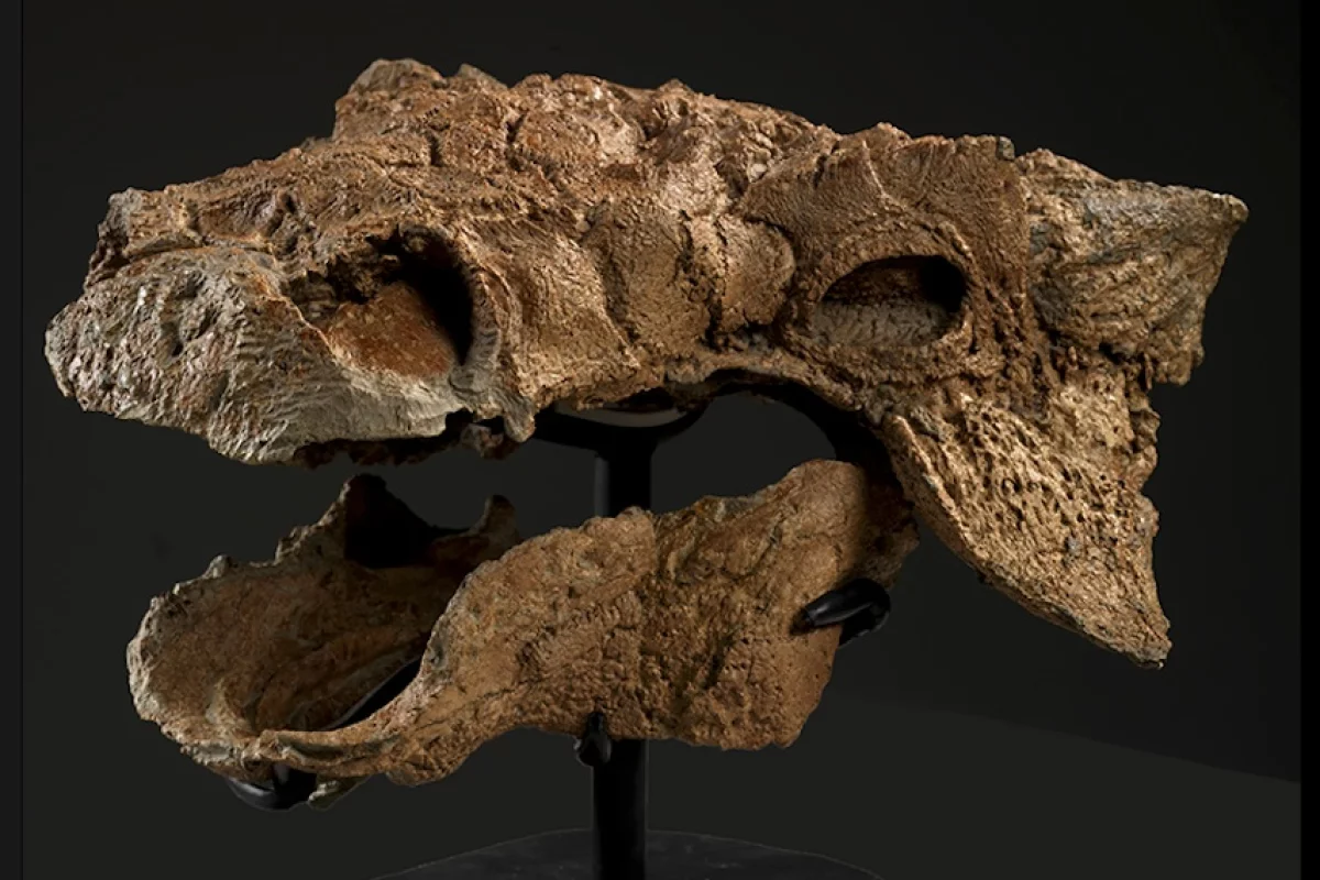 An almost-complete skeleton has been found of a new dinosaur species, and dubbed "Zuul, Destroyer of Shins"