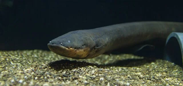 Three species of electric eel exist, not just one as previously described, and that one of them produces an electric shock up to 860 volts
