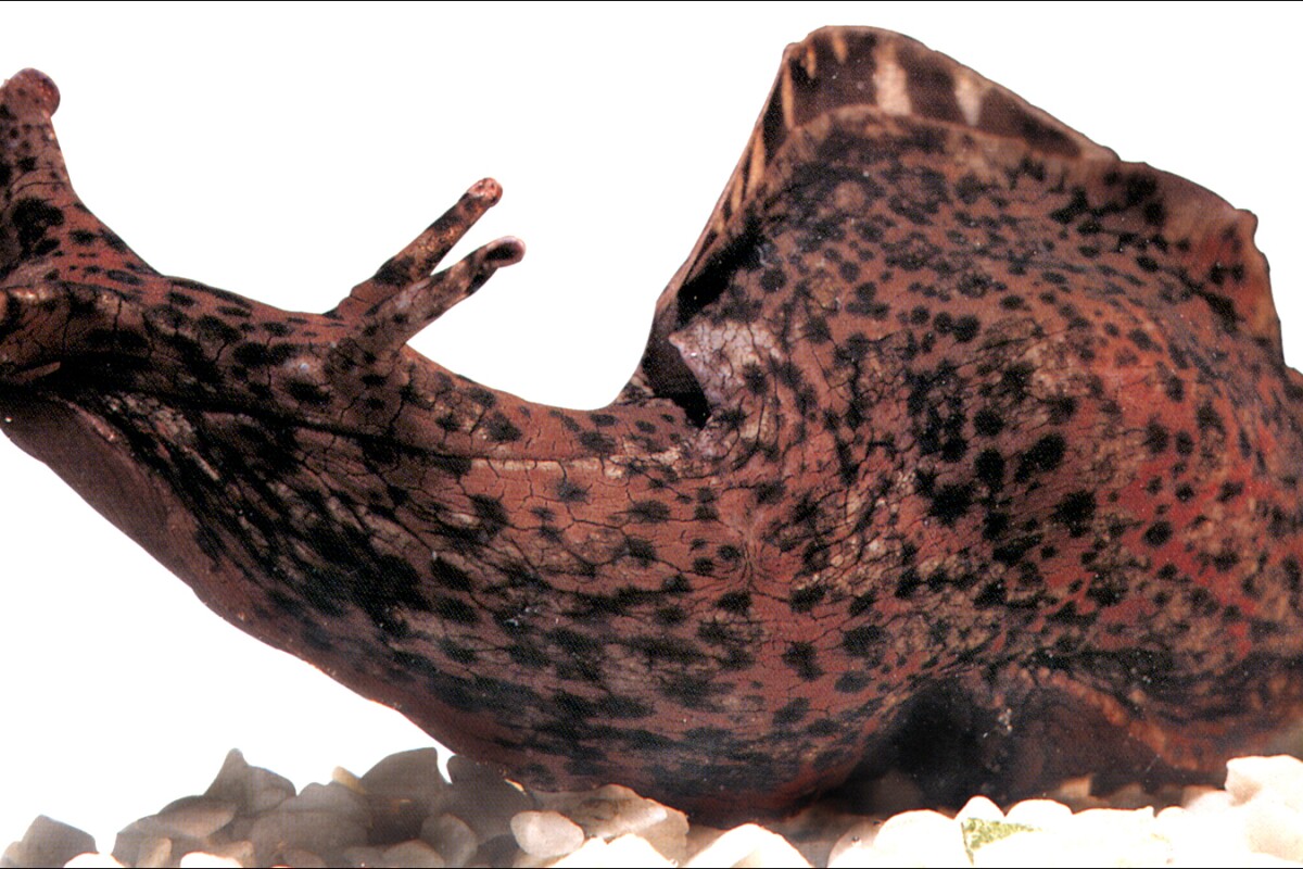 Scientists inject one snail's memories into another's brain