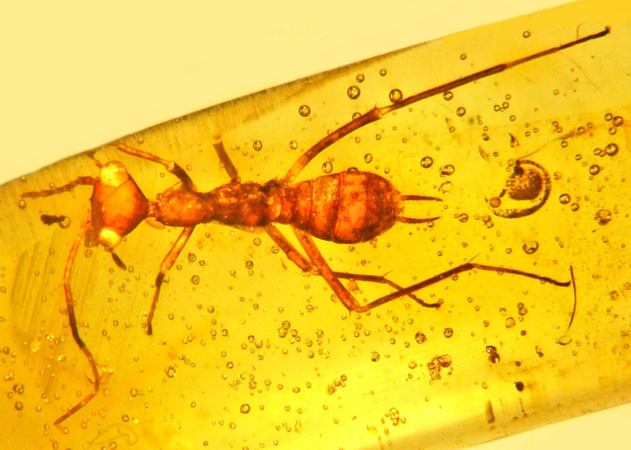 The scientists actually found two examples of the now-extinct species