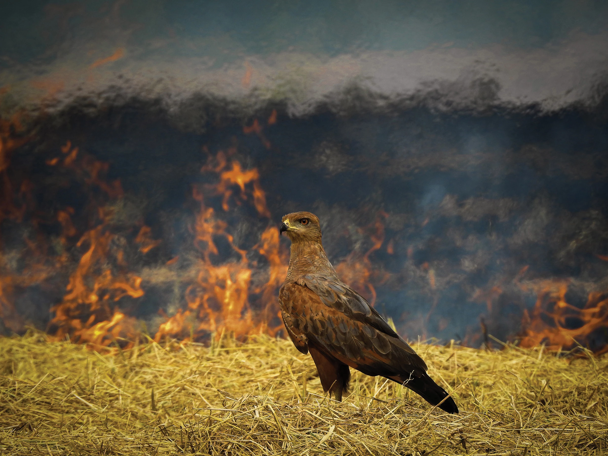 2025 Conservation Winner, Chile and Colombia: Savanna hawk (Buteogallus meridionalis) by Luis Alberto Peña (Pamplona, Colombia)