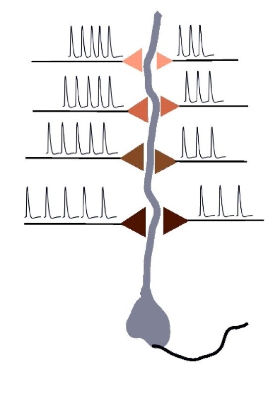 Mehta-Brain (Image courtesy: UCLA Newsroom)