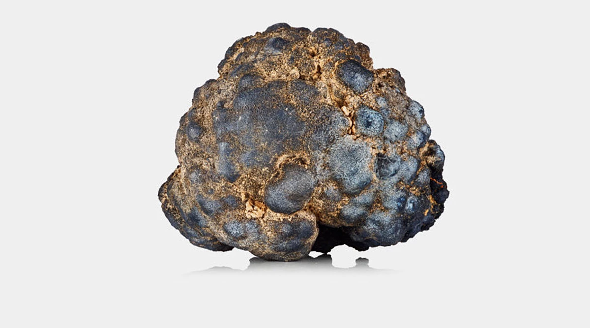 Potato-sized polymetallic nodules containing nickel, copper, cobalt, and manganese are what deep sea mining companies are after