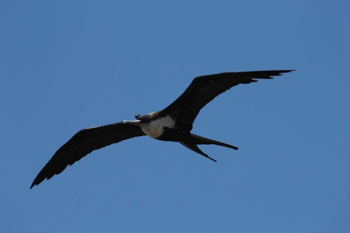 On average the frigatebirds monitored in the study were only sleeping for 42 minutes per day