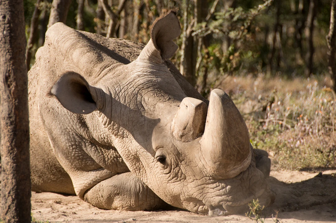 In December last year, Sudan, the last male northern white rhino, developed age-related wounds, infections and degenerative changes to his muscles and bones