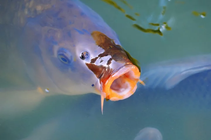Once the carp are infected with CyHV-3, the virus multiplies over the next seven days or so