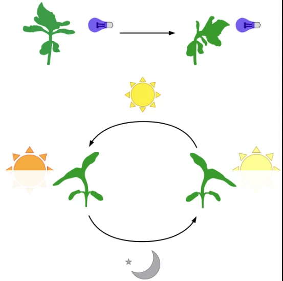 Sunflower plants use distinct molecular pathways for light-bending phototropism and heliotropism