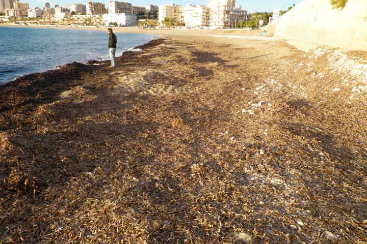 Dead seaweed on a beach in the Spanish city of Alicante