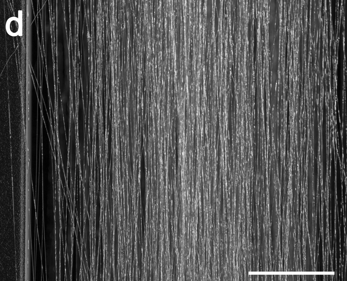 Artificial spider silk as spun and hung on frames