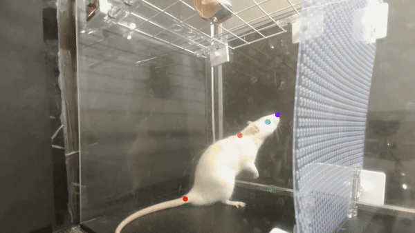 Scientists attached accelerometers to rats, and found that they could move their heads in time to a beat